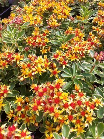koreansk_stenurt__sedum_kamtschaticum_variegatum