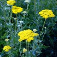 røllike__achillea_filipendulina_parkers_variety