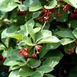 Slyngplanter Slyngplanter, Clematis og Kaprifolia  