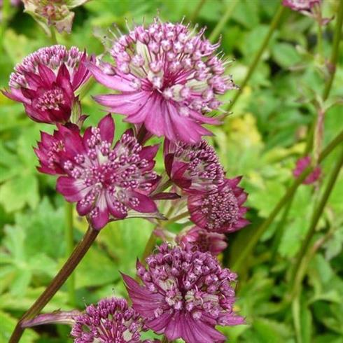 stor_stjerneskærm_astrantia_major_lars
