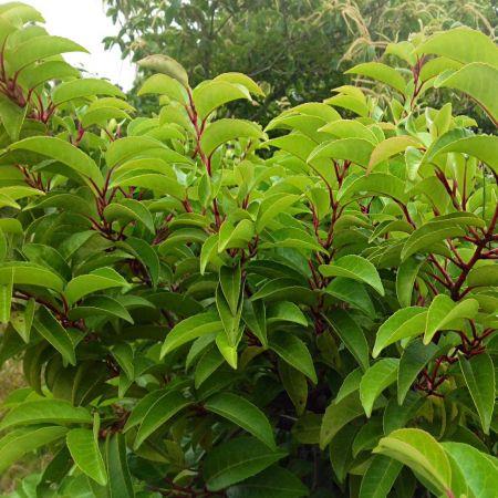 laurbærkirsebær__tico__prunus_lusitanica_