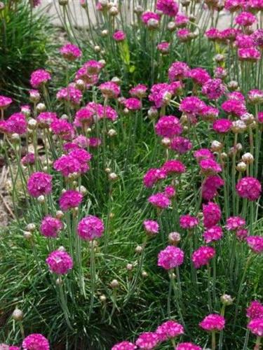 engelsk_græs__armeria__maritima__rosea_