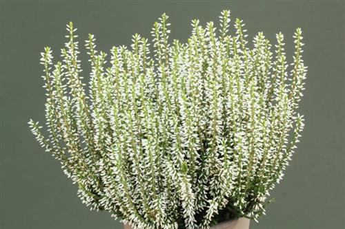 lyng__efterårslyng__weisse_rita__hvid__calluna__vulgaris__leveres_i_p5_potte_