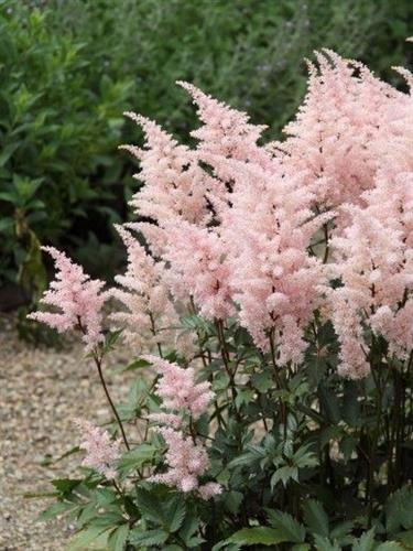 astilbe__peach_blossom_