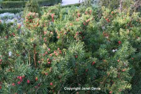 taks__hicksii__pyramideformet__taxus_media_hicksii__