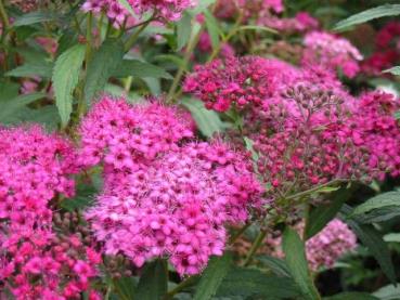 spiræa__anthony_waterer__mørkrosa__spiraea_bumalda_