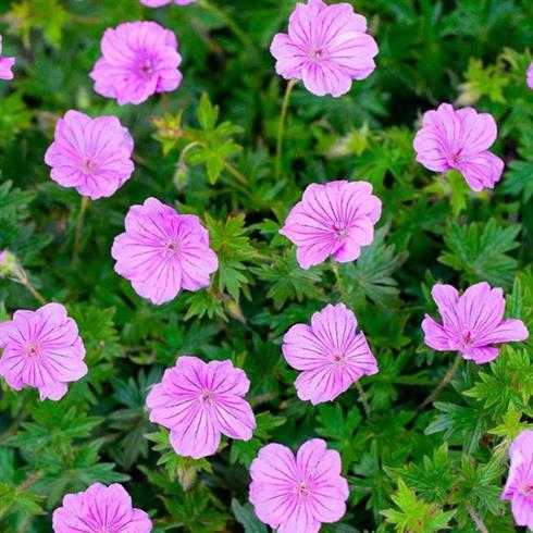 storkenæb__geranium_blushing_turtle