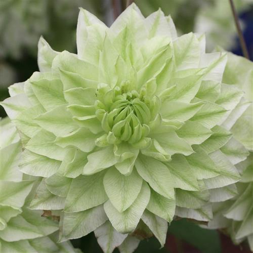 clematis__florida__alba_plena__hvid__leveres_med_potte__fyldig__mp-34__