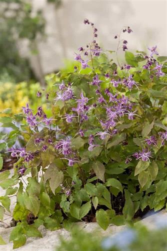 bispehue__epimedium_grandiflorum_lilafee