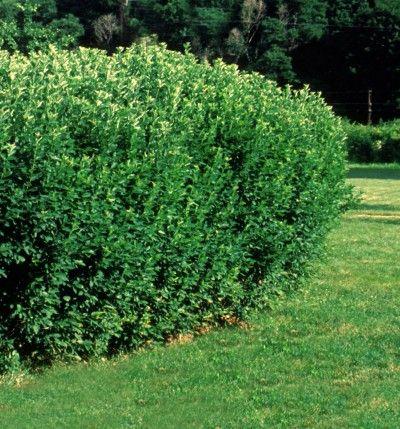 dværgmispel__glans__3050_cm__leveres_barrodet__cotoneaster_lucidus__