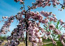 japansk_kirsebær__kiku__hænge__prunus_serrulata_kiku_shidare_sakura__haveplanter_allétræer