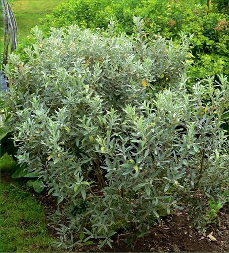 pil__flodpil__salix_candida__