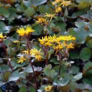 brandbæger__gul__ligularia_dentata__desdemona__