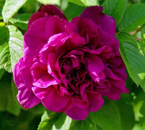 rosa_hansa__violetrød__tynd_model__buskrose__hansa-rosa_rugosa__leveres_barrodet__busk-_og_parkrose__