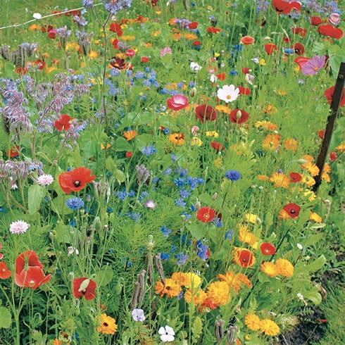 blomsterbrak-blanding__50_oliehør_15_gul_sennep_10_honningurt_10_solsikke_10_rødkløver_5_hvidkløver_