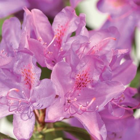 rhododendron__lyserød__leveres_i_p13_potte__roseum_elegans_