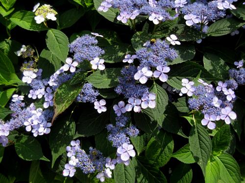 hortensia__blue_bird__blå__hydrangea_macrophylla_serrata__haveplanter_