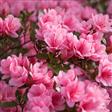 Tilbud Azalea Rhododendron