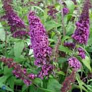 sommerfuglebusk__peacock__2050_cm_med_p9_potte__buddleja_davidii_