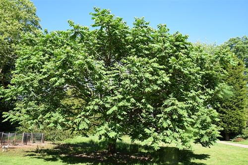 hjertenød__juglans_ailantifolia_cordiformis__