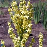 olympisk_kongelys__gule_blomster__verbascum__olympicum_