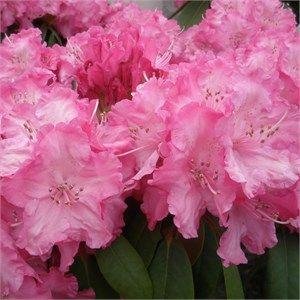 rhododendron__rosarød__polaris__
