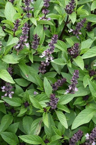 basilikum__dværg__ocimum_basilicum_var__minimum_