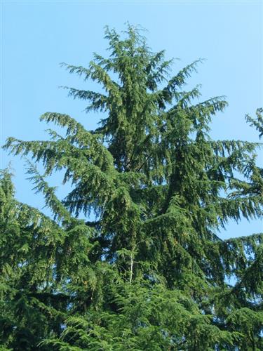skarntydegran__tsuga__hemlock__heterophylla__