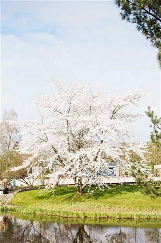 japansk_kirsebær__brilliant__prunus_kurilensis_