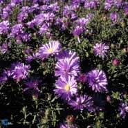 asters__violette_blomster__pudeasters__dumosus_prof__a__kippenberg_