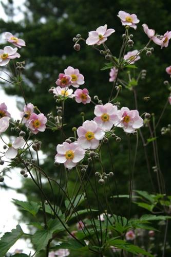 anemone__hybrida__bowles_pink_