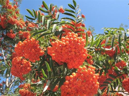 røn__japansk_røn__sorbus_decora__haveplanter_allétræer_