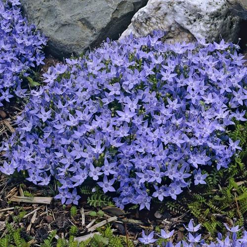 italiensk_klokke__blå_blomster__campanula__garganica_