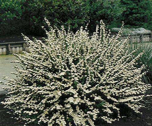 spiræa__hvid__june_bride__2050_cm__spiraea_nipponica_japonica__leveres_i_p9_potte_