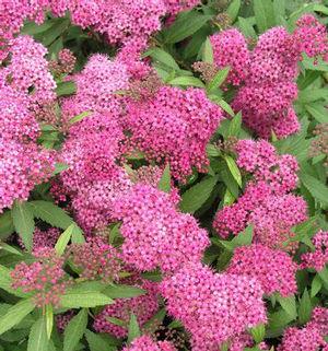 spiræa__anthony_waterer__mørkrosa__spiraea_bumalda_