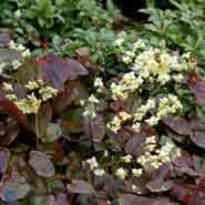 bispehue__gule_blomster__epimedium__versicolor__sulphureum_