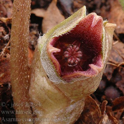 hasselurt__asarum_europaeum__