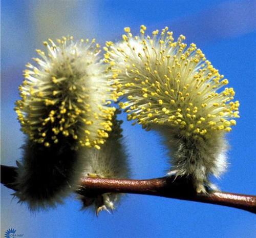 pil__dugpil__gæslingepil__salix_daphnoides__