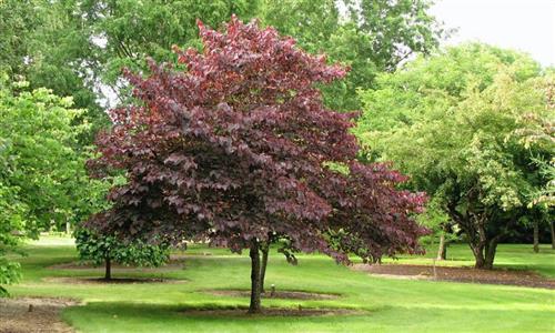 judastræ__forest_pansy__cercis_canadensis_