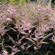 astilbe__lys_rosa_blomster__simplicifolia_hennie_graafland_