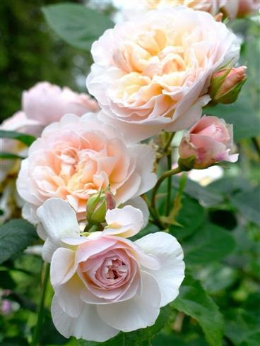 emmelie_de_forest__baby_rosa__buketroser__
