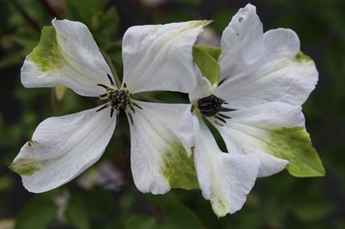 clematis__viticella__alba_luxurians__hvid_med_grønne_spidser__leveres_med_potte__småblomstrende__mp-34_