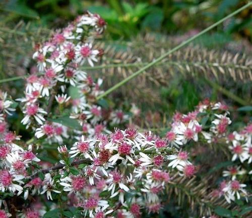 pudeasters__asters__hvide_blomster__lateriflorus_horizontalis_