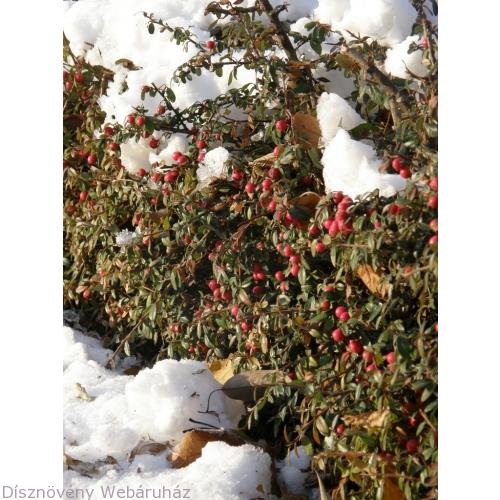 dværgmispel__dammeri__1025_cm_med_potte__cotoneaster_dammeri__skogholm__