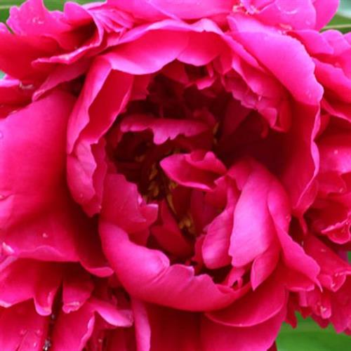 bonderose__mørk_pink__pæon__silkepæon__knolden_leveres_i_potte_eller_klump__paeonia_lactiflora_karl_rosenfield__mp-42_