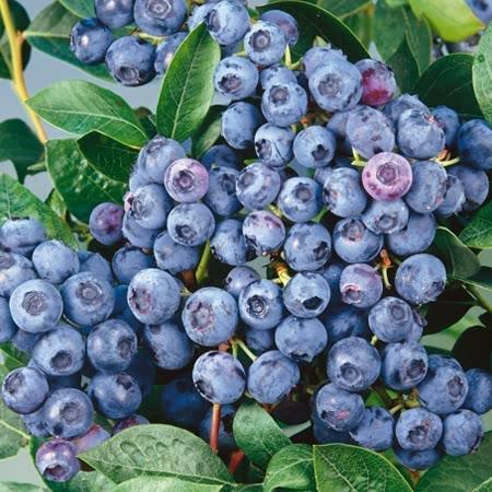 blåbær__bluegold__leveres_i_potte__frugtbusk__mellemstore_blåsorte_bær_med_mørkt_kød__modnes_når_de_er_7-8_måneder__mp-34__vaccinium_corymbosum__