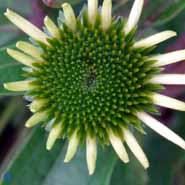 purpursolhat__echinacea__purpurea_white_swan_