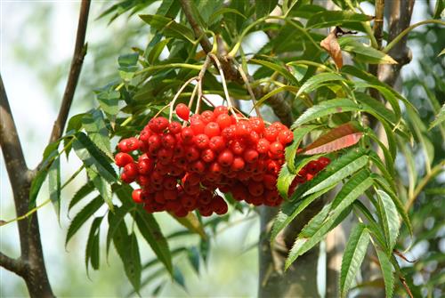 røn__japansk_røn__sorbus_dodong__commixtra__carmencita__haveplante_allétræer_