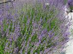 Lavendel Bunddækkeplanter