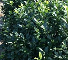 laurbærkirsebær__gabi__2040_cm_med_p9_potte__prunus_laurocerasus_